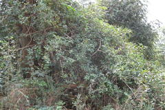 Ziziphus rugosa